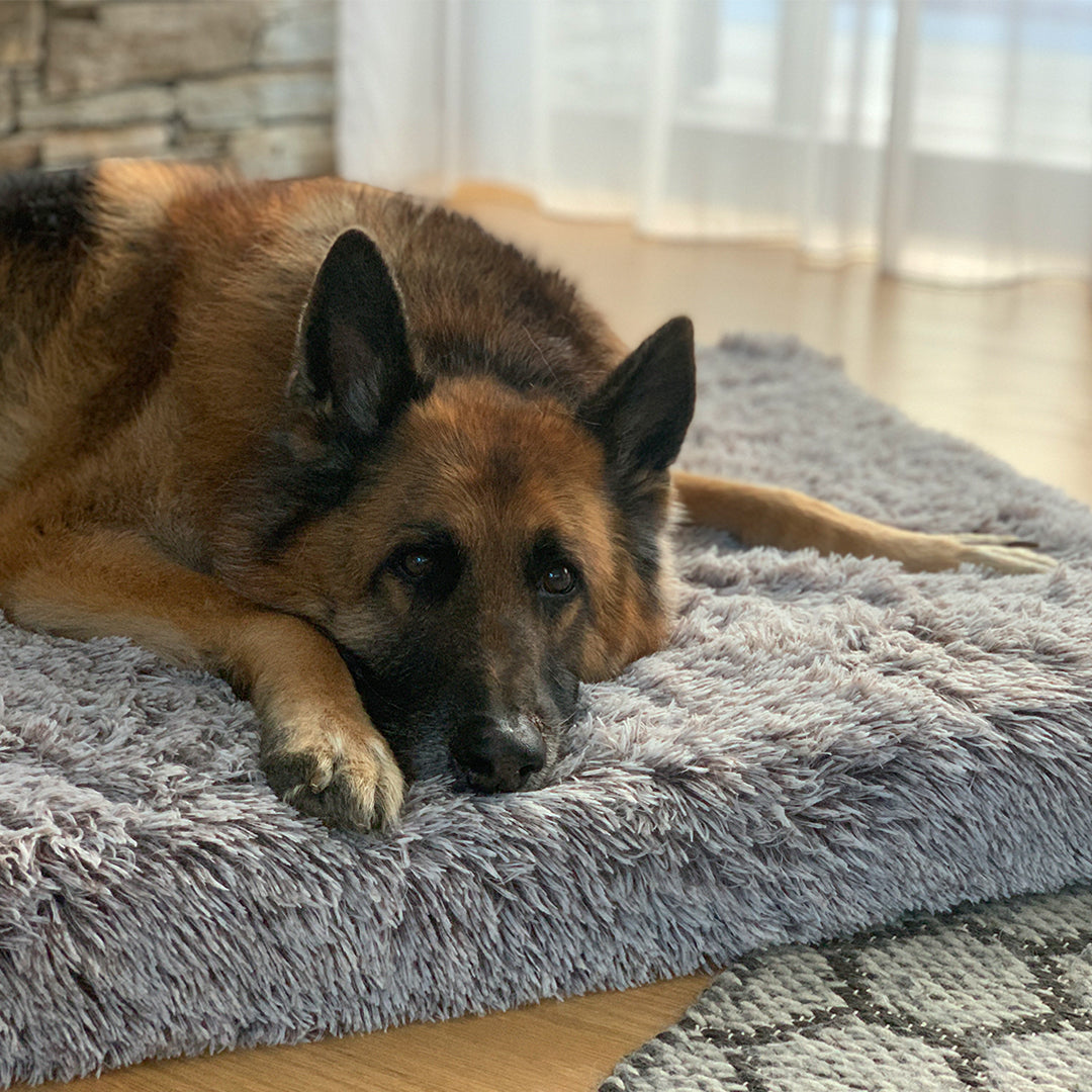 Memory Foam Dog Bed