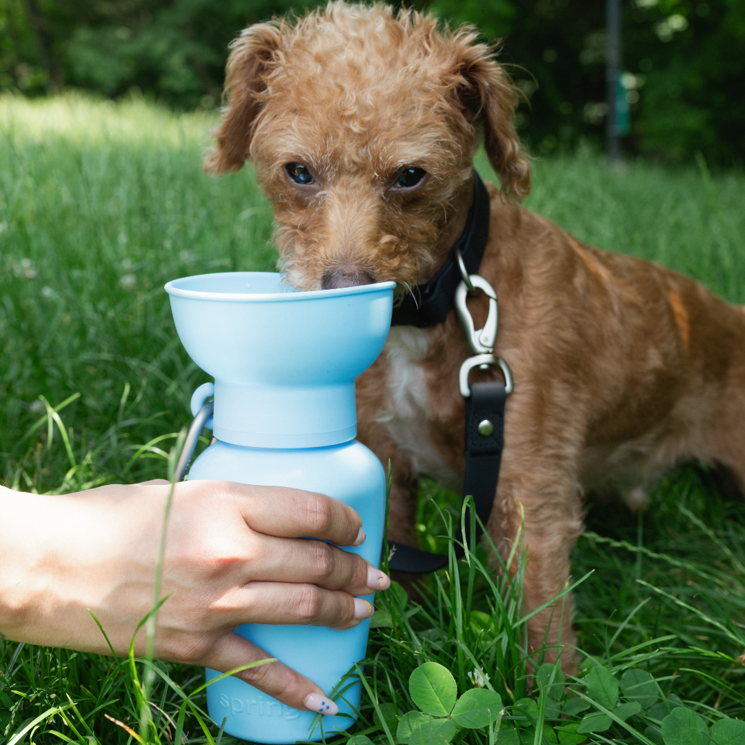 Portable Dog Travel Water Bottle - 20oz
