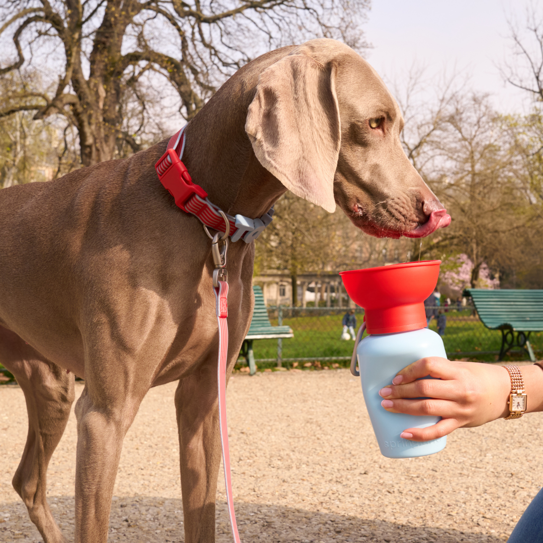 Portable Dog Travel Water Bottle - 20oz