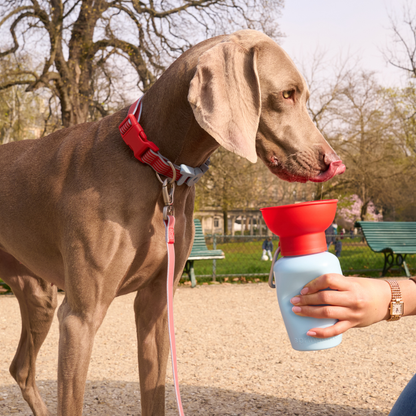 Portable Dog Travel Water Bottle - 20oz