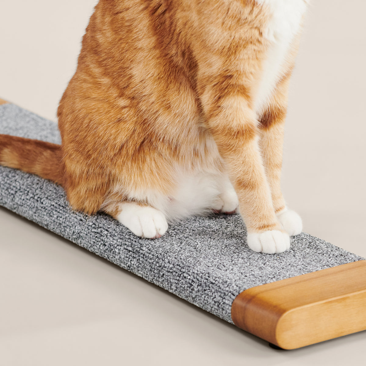 Cat Scratching Board