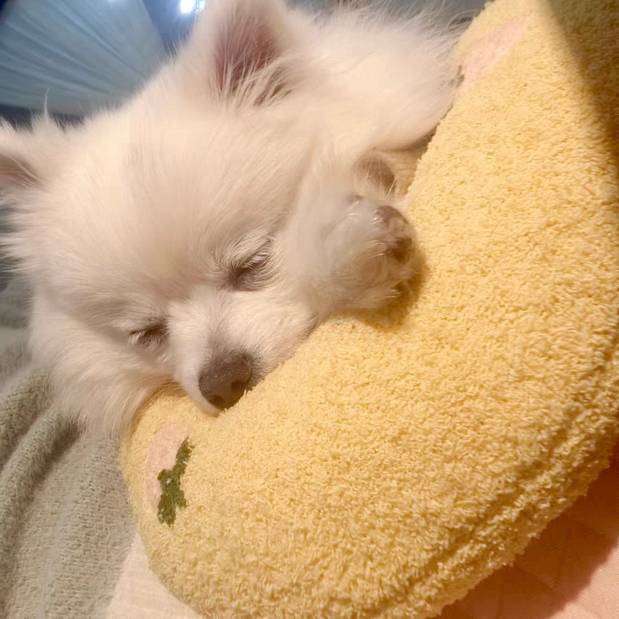 Calming Pet Pillow