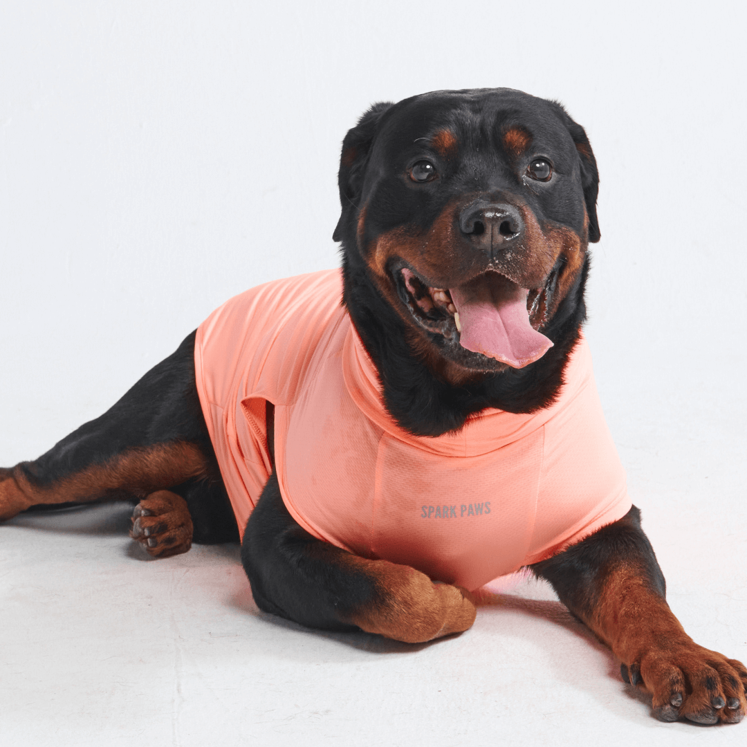 Sun Protection Dog T-Shirt