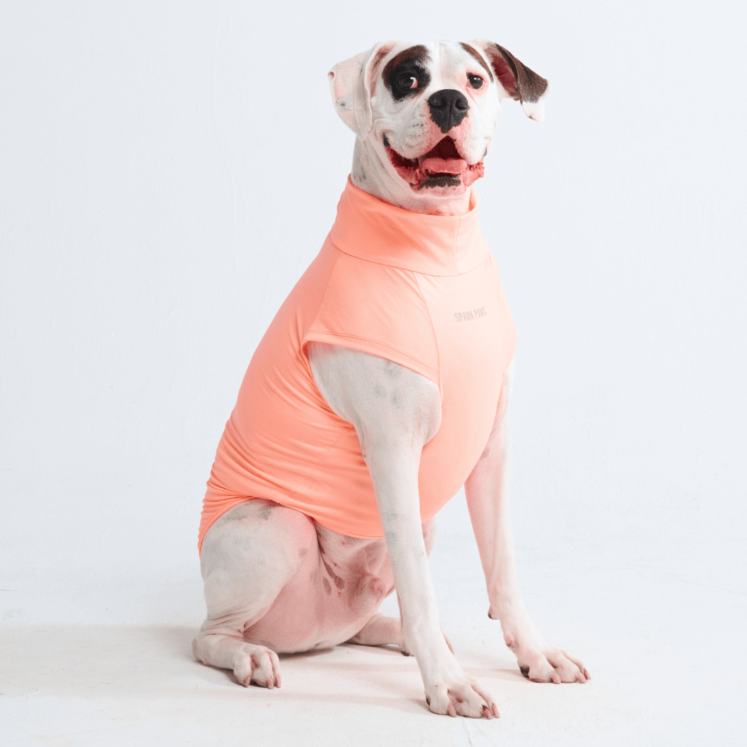 Sun Protection Dog T-Shirt