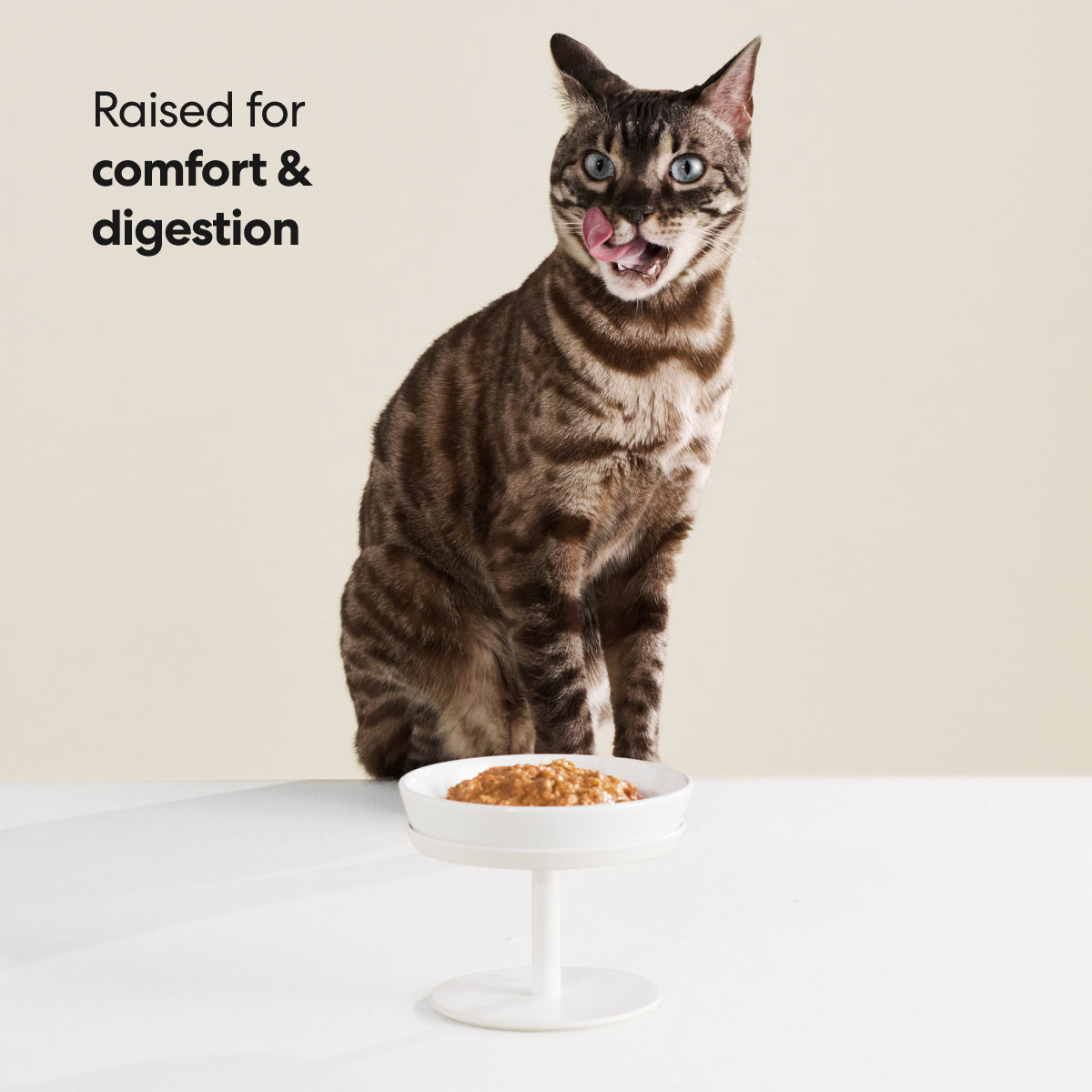 Elevated Cat Bowl Stand