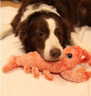 Floppy Lobster Interactive Dog Toy