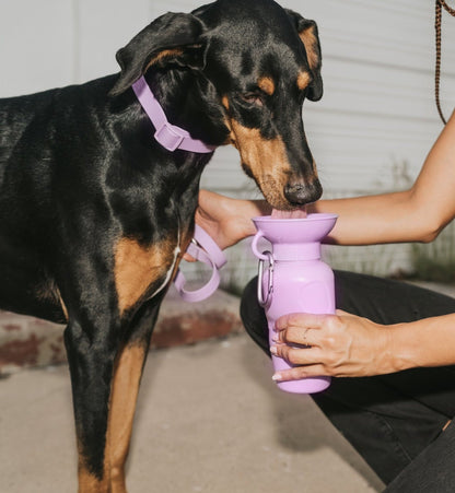 Portable Dog Travel Water Bottle - 22oz