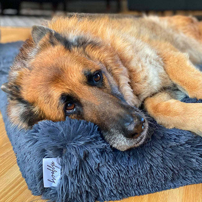 Memory Foam Dog Bed