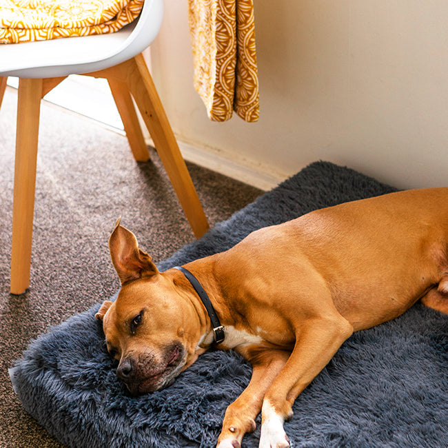 Memory Foam Dog Bed