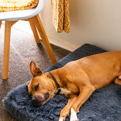 Memory Foam Dog Bed