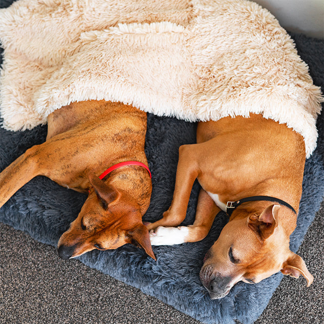 Memory Foam Dog Bed