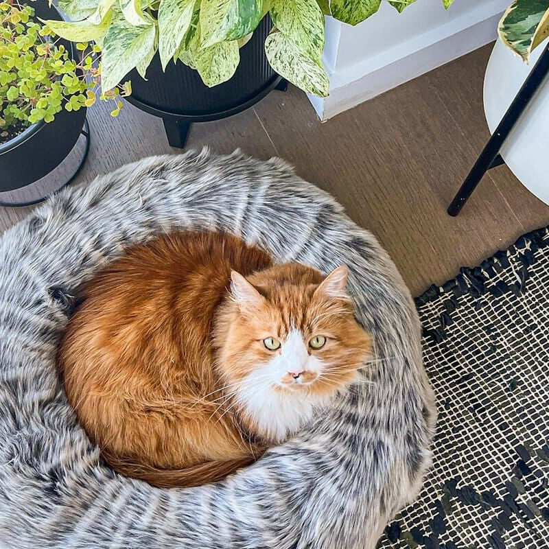 Plush Cat Bed