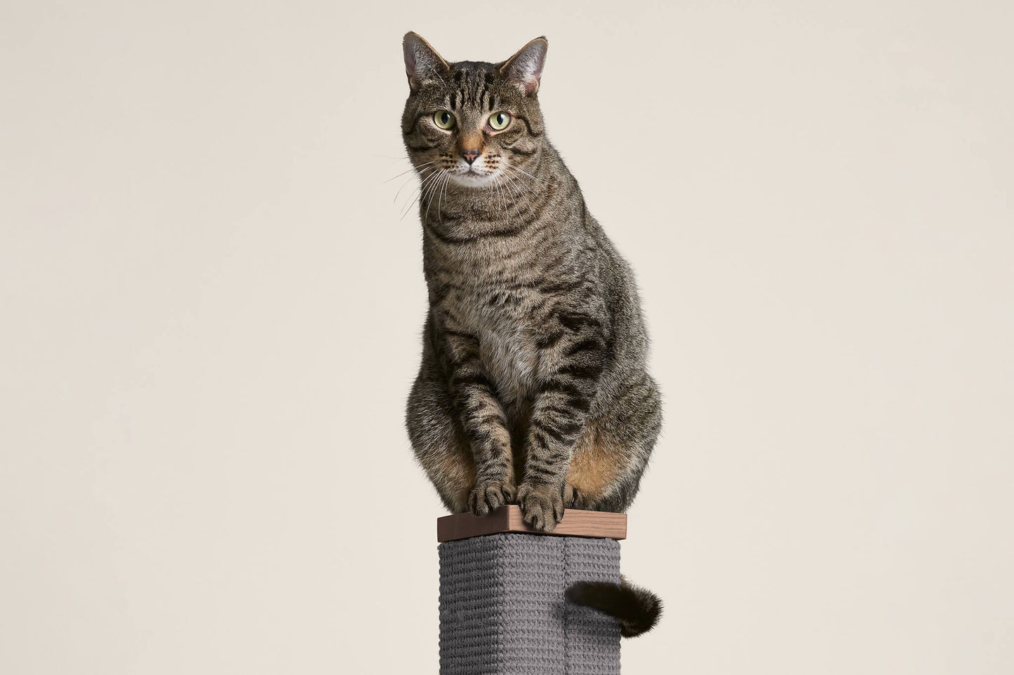 Tall Cat Scratching Post