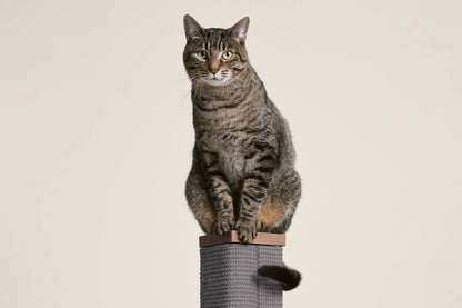 Tall Cat Scratching Post
