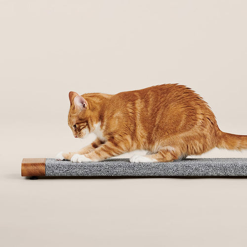Cat Scratching Board