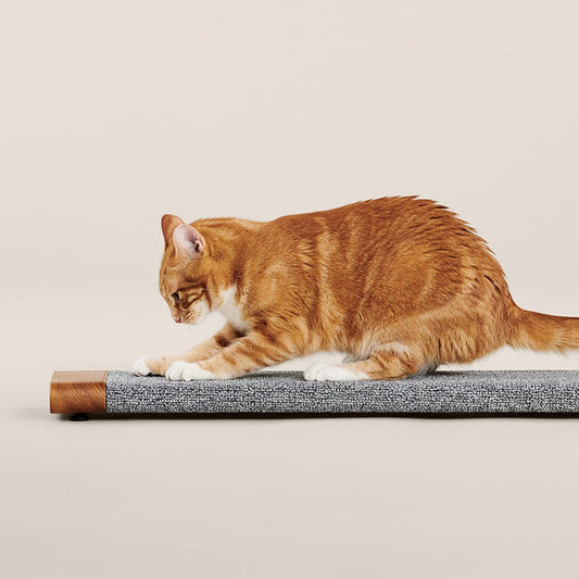 Cat Scratching Board