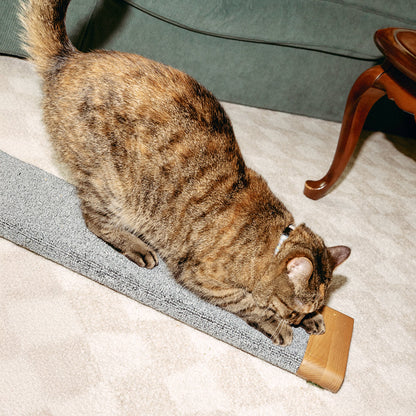 Cat Scratching Board