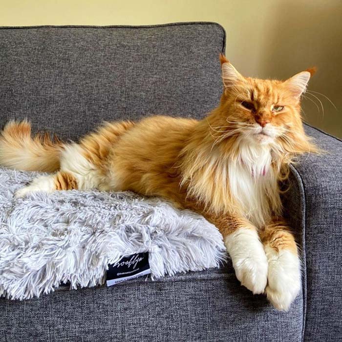 Deep Sleep Calming Pet Blanket