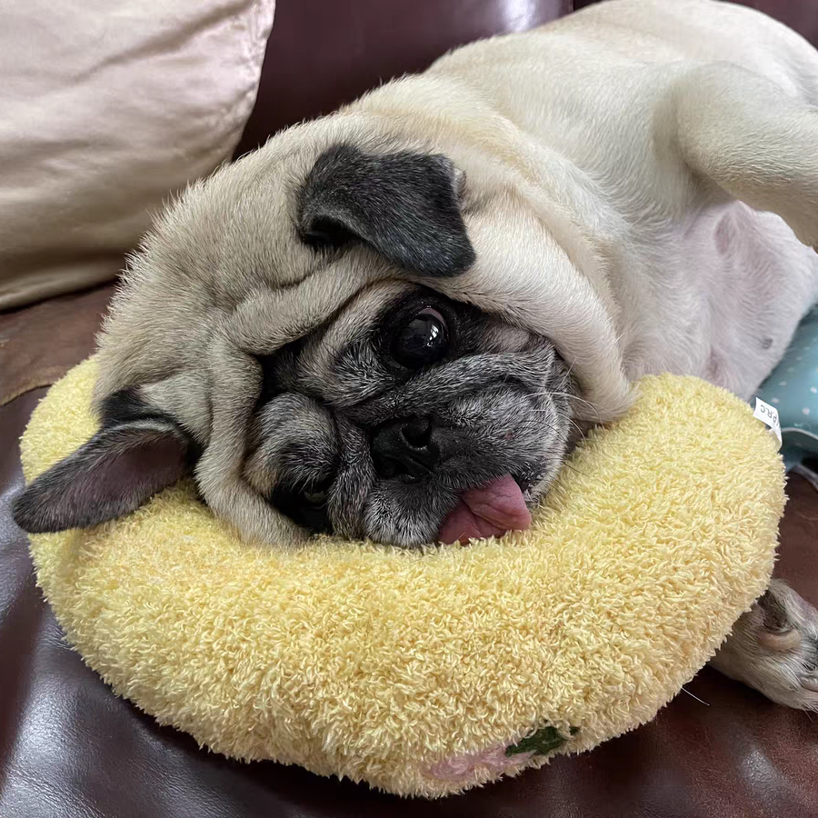 Calming Pet Pillow