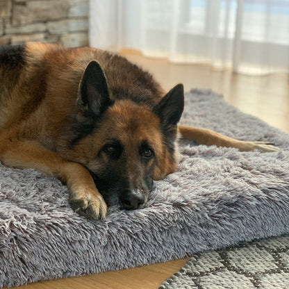 Memory Foam Dog Bed