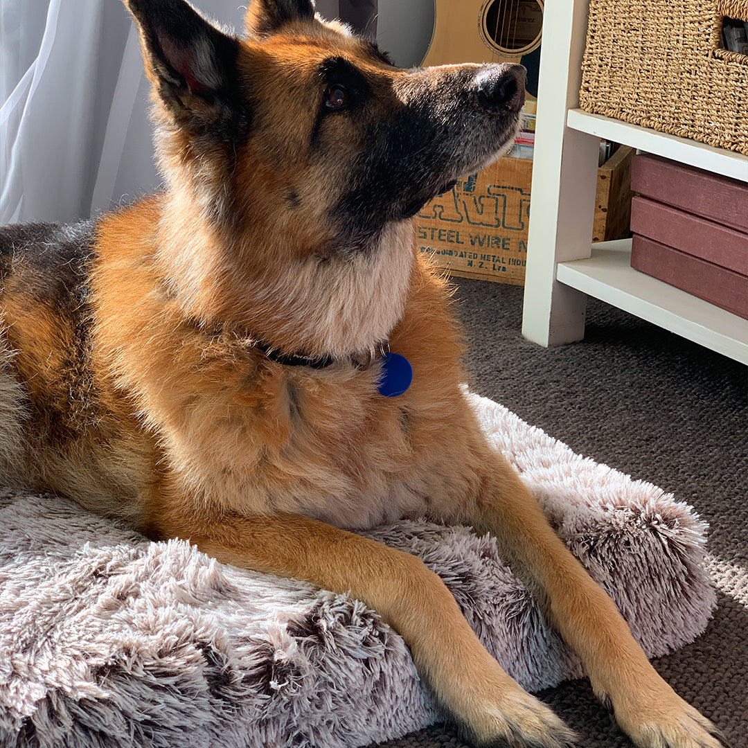 Memory Foam Dog Bed