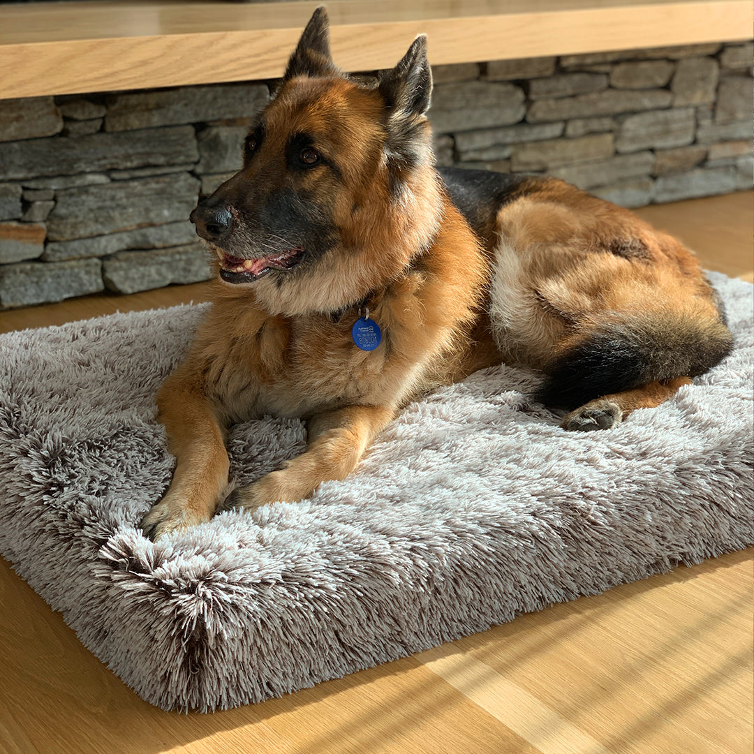 Memory Foam Dog Bed