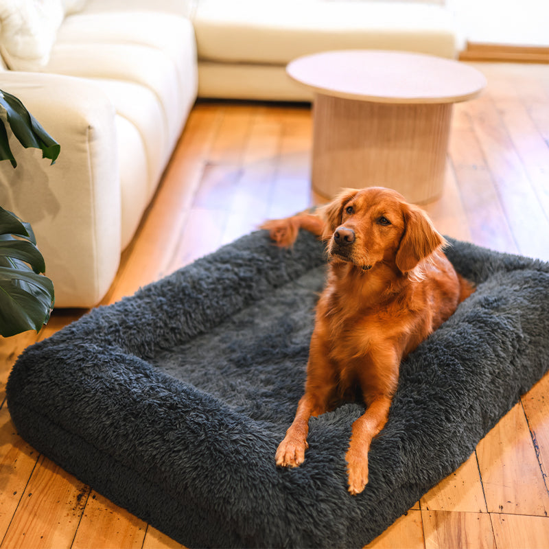 Memory Foam Bolster Dog Bed