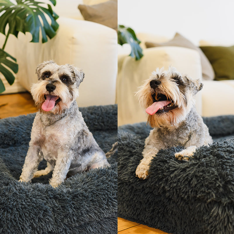 Memory Foam Bolster Dog Bed