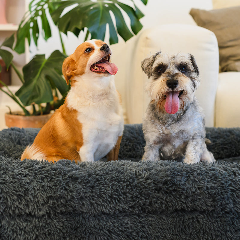 Memory Foam Bolster Dog Bed