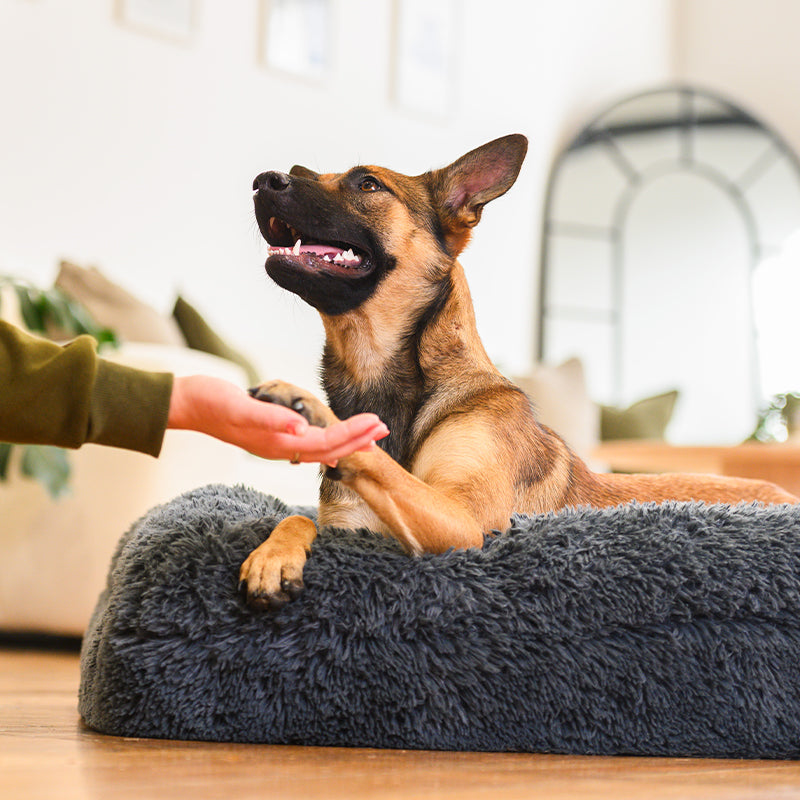 Memory Foam Bolster Dog Bed