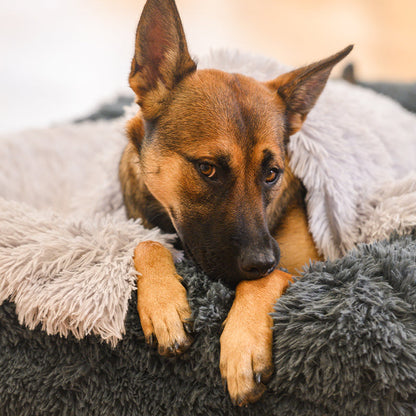 Memory Foam Bolster Dog Bed