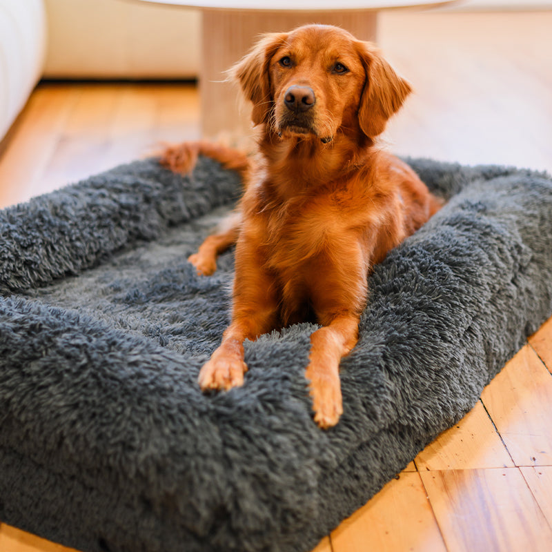 Memory Foam Bolster Dog Bed