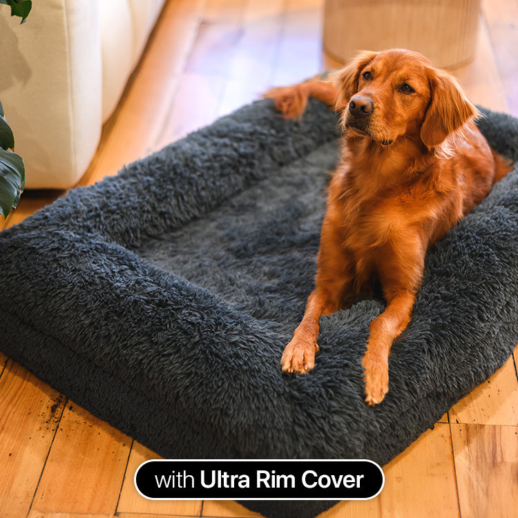 Memory Foam Dog Bed