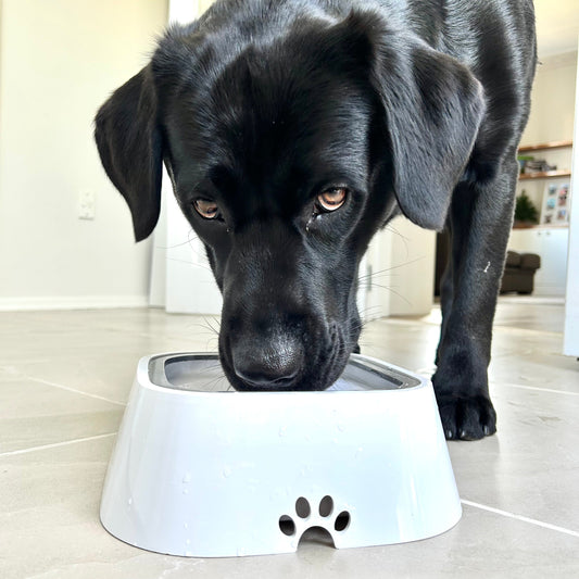 No-Spill Dog Water Bowl