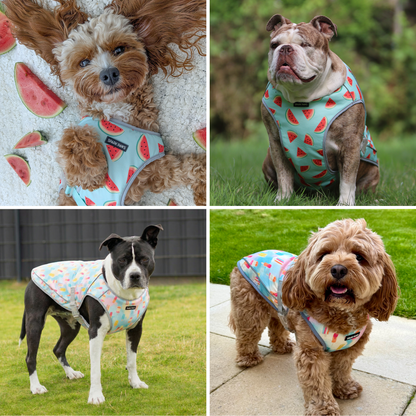 2-Pack Evaporative Dog Cooling Vests
